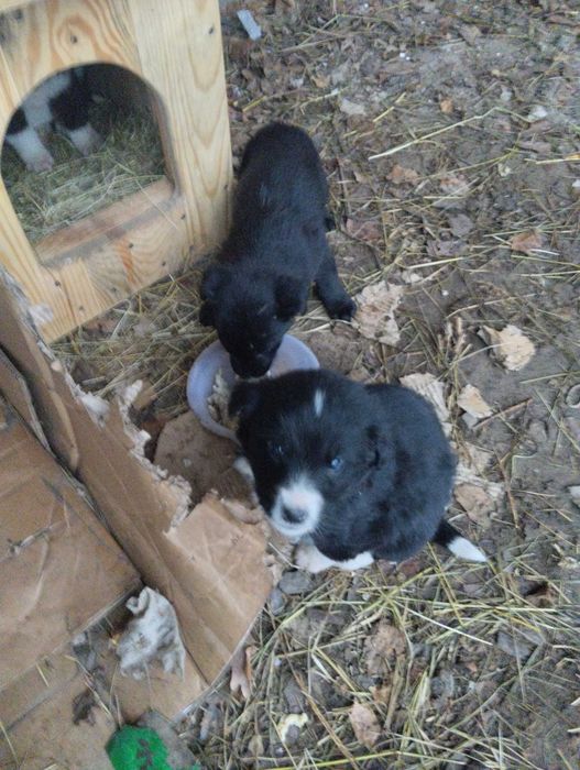 Цуценята від безхатньої собачки