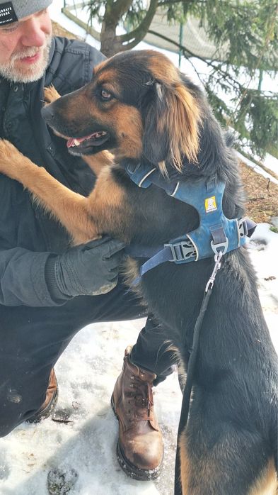 Pies do adopcji - super kompan na dlugie wycieczki