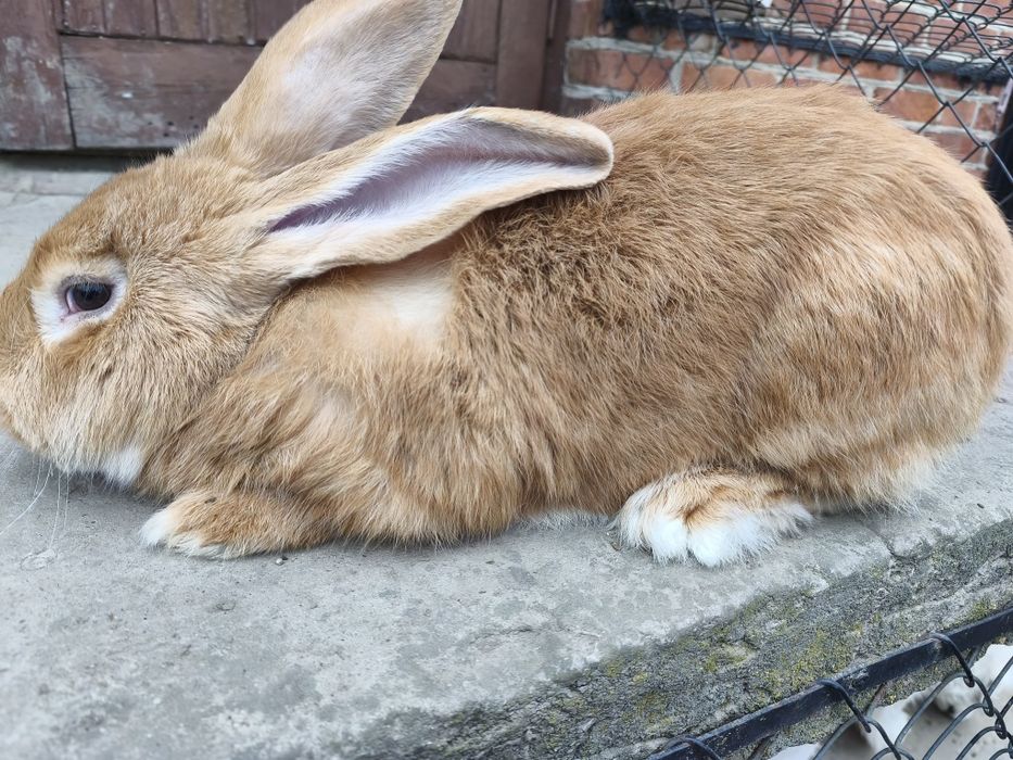 Królik samiec olbrzym belgijski belg