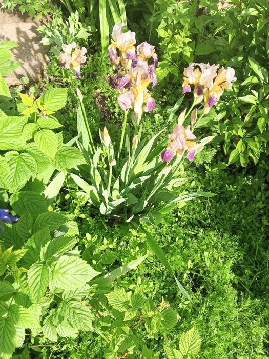 Продам півники,, барвінок ,піони ,саджанці клубники5 фото