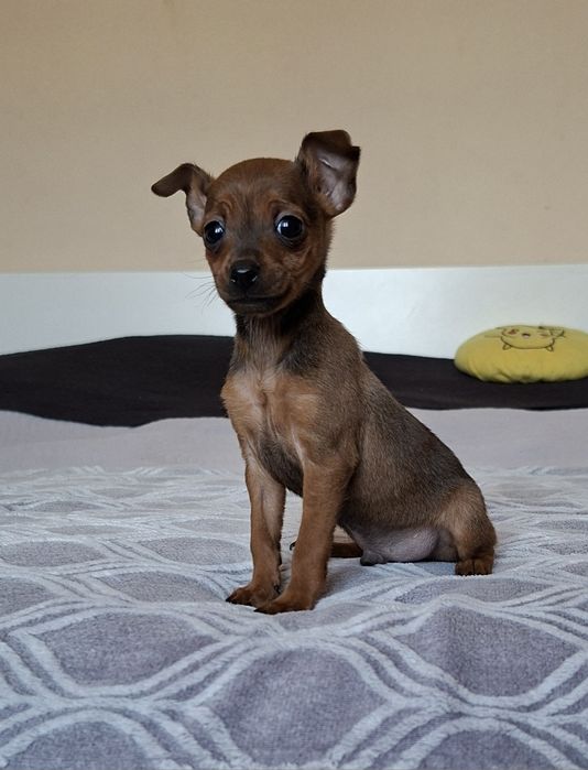 Pinczer miniaturowy xxs mini 2kg