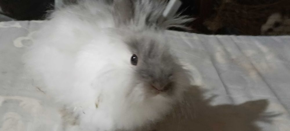 Miniaturki kroliczkow angora
