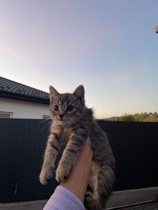 Віддаємо котят у хороші руки !