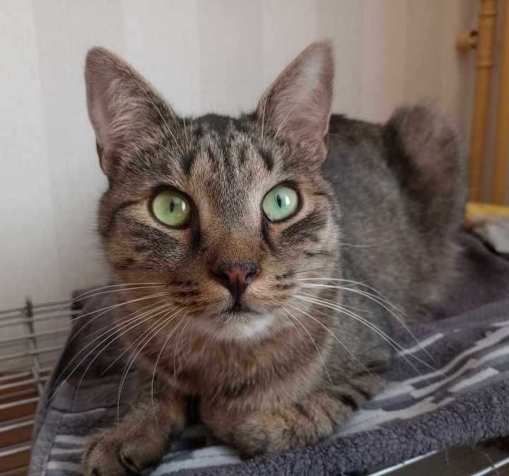 kot Zenuś szuka swojego domu