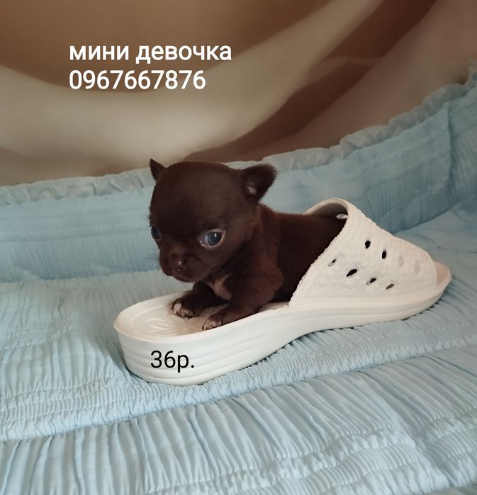Темпераментный, опытный мальчик на вязку КСУ.