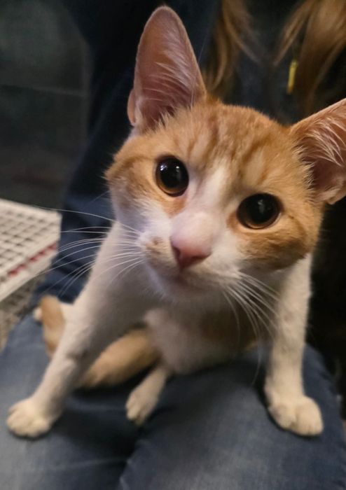 Kocurki proszą o dom