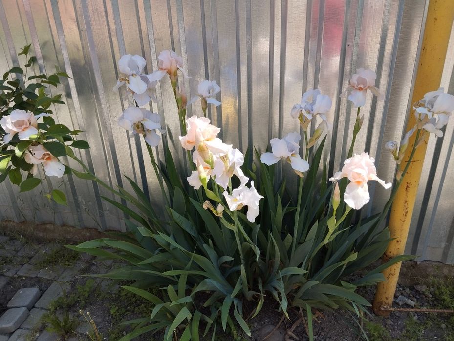 Саджанці ірисів блакитний та білий мікс