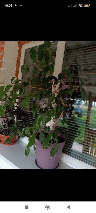 Продам вазон Фікус-Бенджаміна. На зріст,більше 1 метра. Ціна 400 грн (