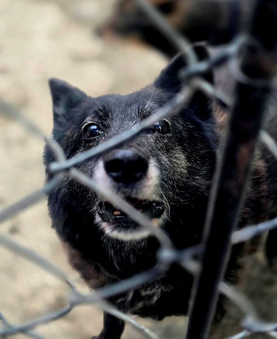 Cezary, starszy pies szuka domy na jesień życia.  Adopcja, schronisko