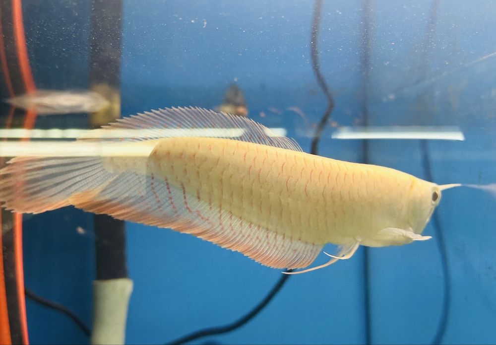 Арована альбино  Osteoglossum bicirrhosum albino 20см