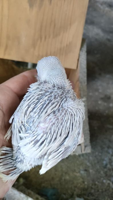 Ring necks criar há mão