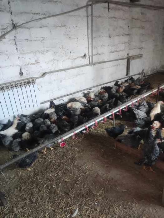 Біла Криниця! Продам! КУРИ .доставка безкоштовна!