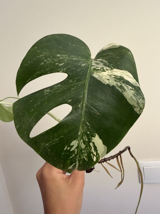 Cutting de Monstera Albo variegata