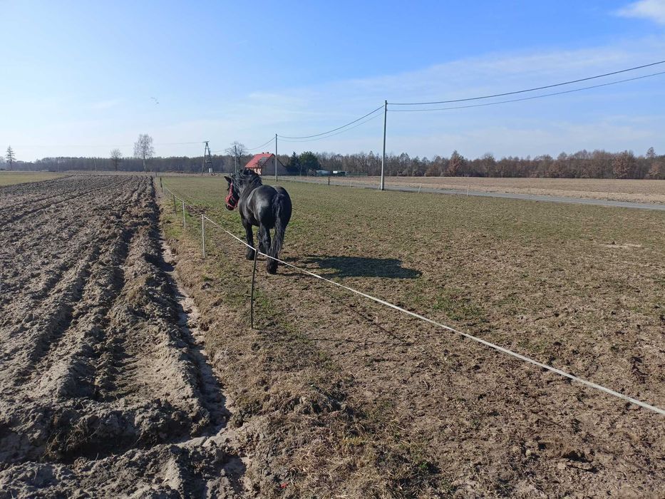 Ogier sztum 81pkt. zamiana/sprzedaż