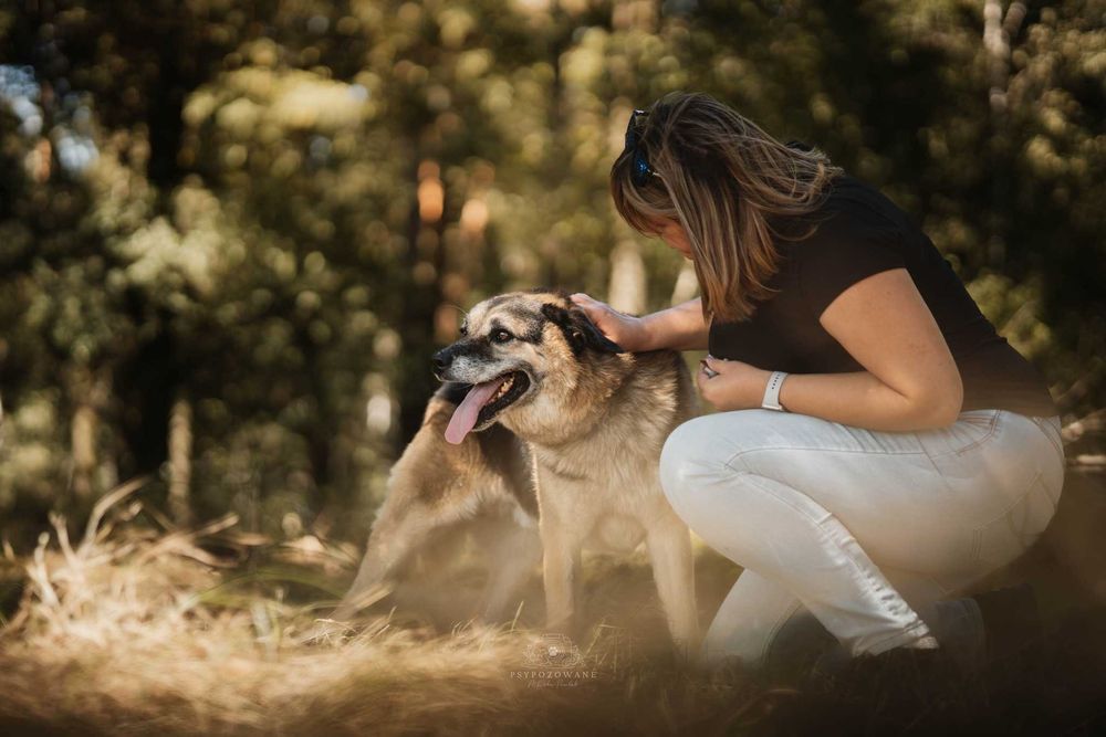 Przytulaśny, wspaniały psiak -  Hagi do adopcji.
