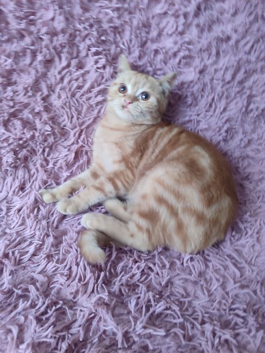 Скоттиш Страйт котята