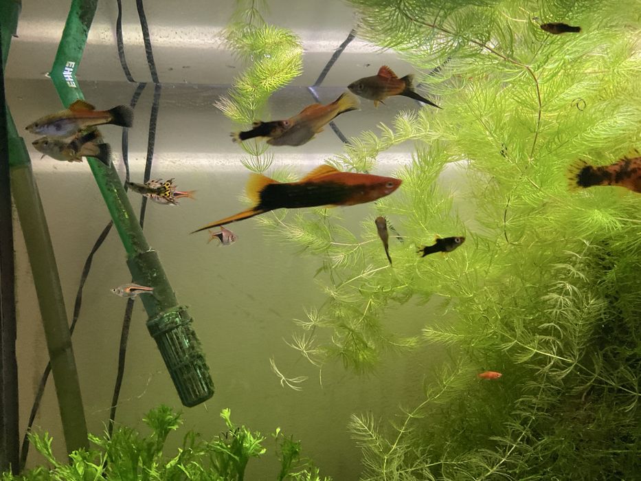 Peixes tropicais espada musgo java windelow