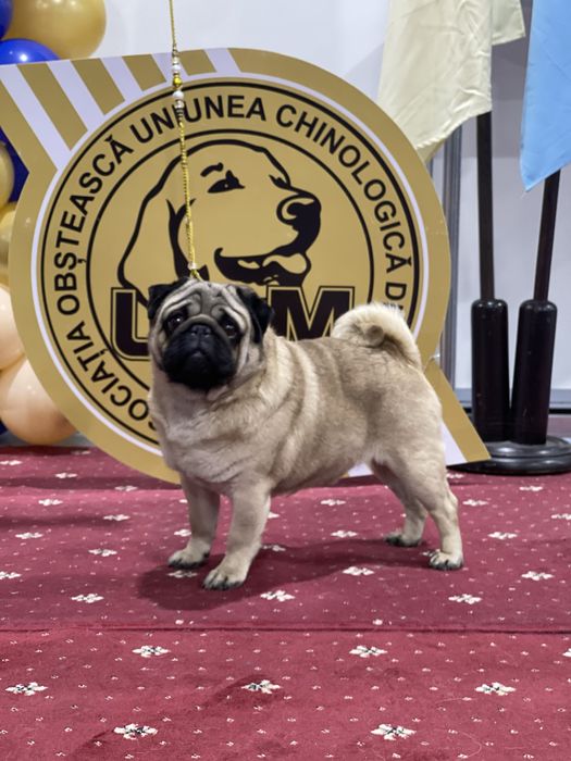 Мопс цуценята дівчатка і хлопчики КСУ док