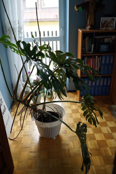 Monstera 1.5m x 1.5m