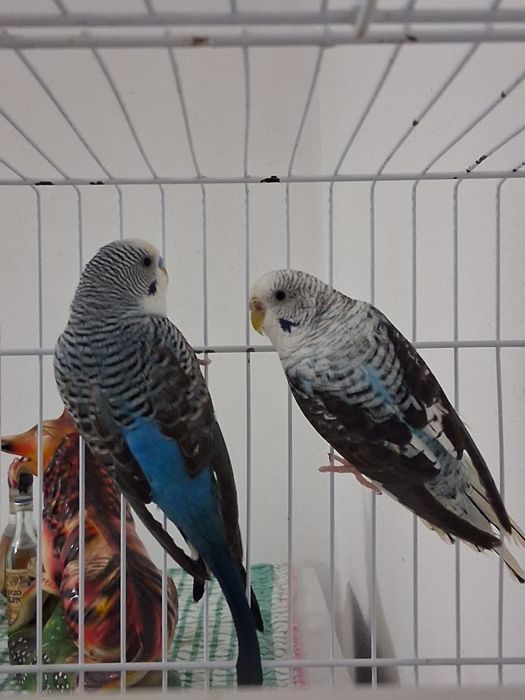 Casalinho de piriquitos asas negras e ninho