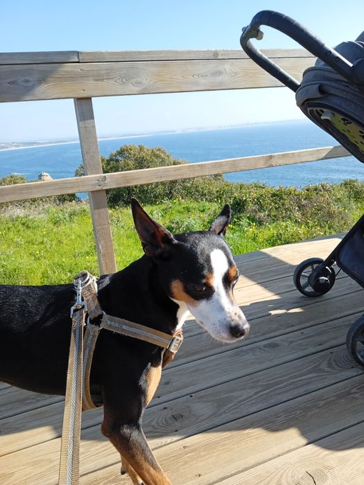 ADOCAO RESPONSÁVEL          Cão porte Médio