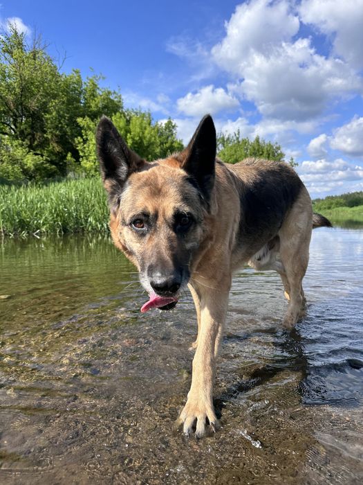Owczarek niemiecki szuka domu - adoptuj