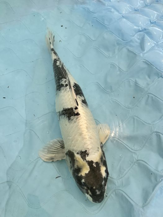 Carpa koi gin shiro utsuri