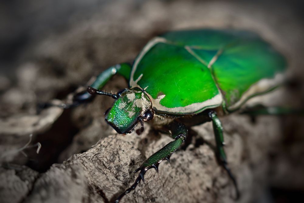 Larwy chrząszcz mecynorrhina torquata immaculicollis