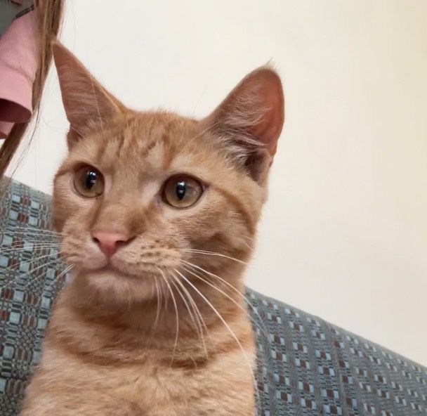 Котенок ишет любящию семею