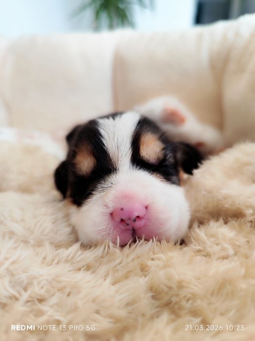 Suczka sunia Beagle tricolor