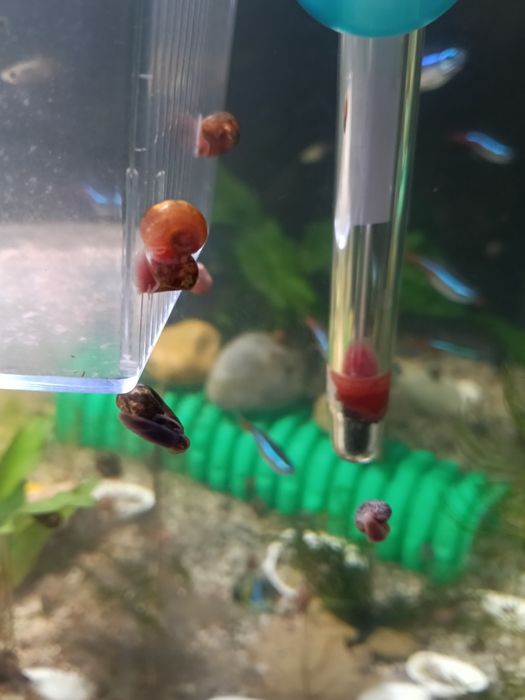 Planorbis para Aquário – Pack 20 unidades | 5€ (Azuis, Castanhos e Laranja)