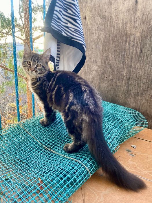 Maine Coon piękny kocurek