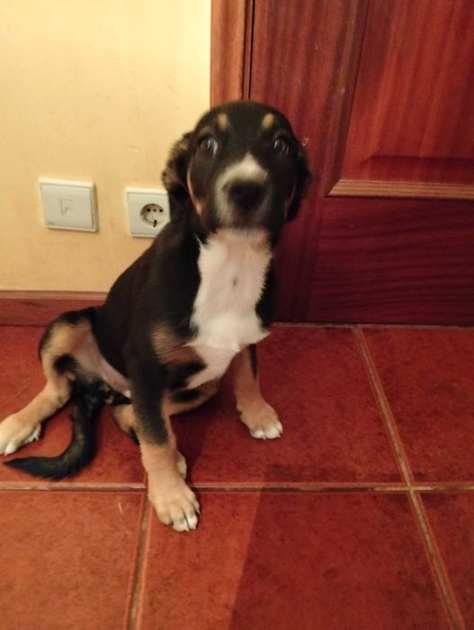 Dou duas cadelas cruzadas de labrador e pastor alemão