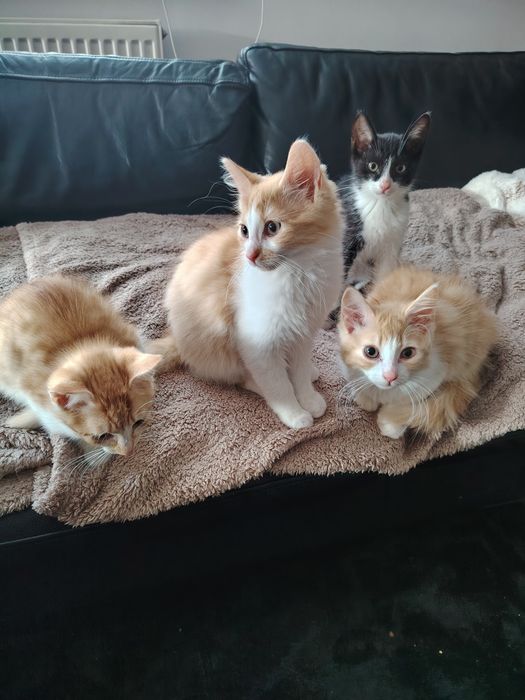Kotki gotowe do adopcji