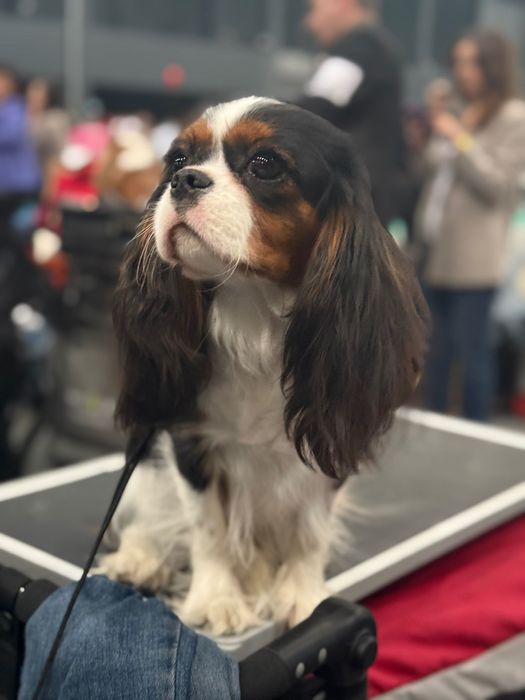 **Cavalier King Charles Spaniel** ZKwP FCI