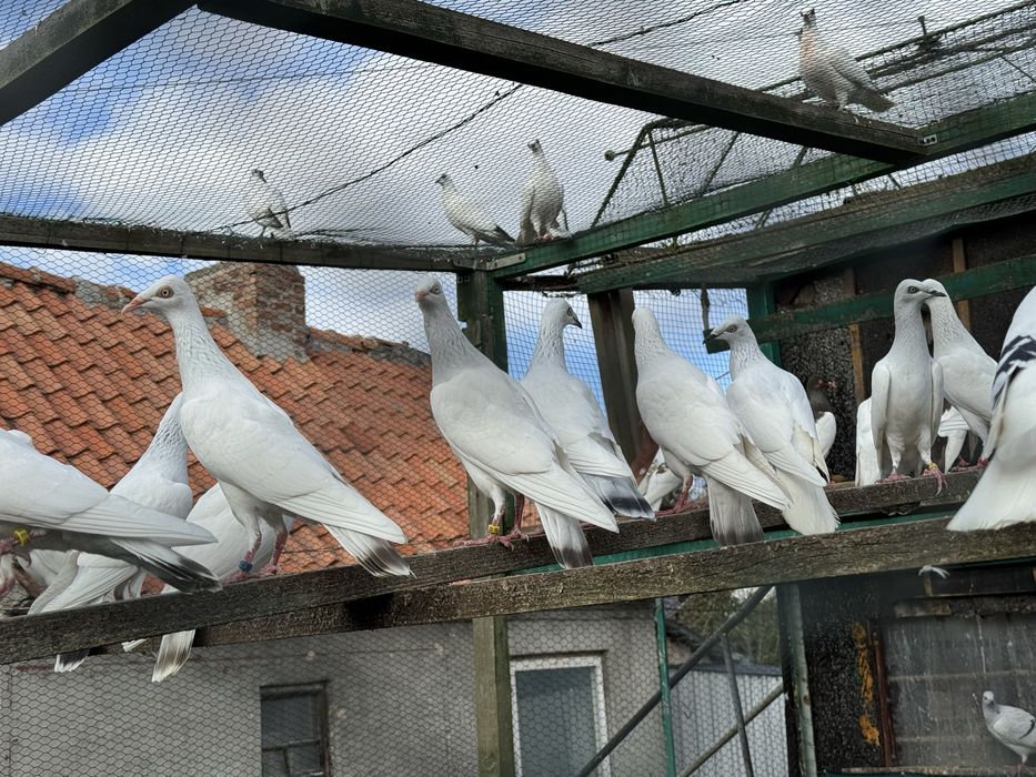Gołębie Srebrniaki, Pasiate perłowe itd