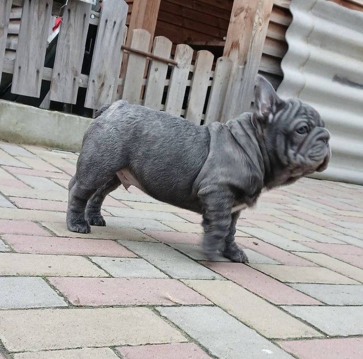 Гарний малюк французький бульдог
