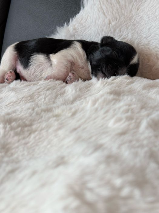 Piesek  Biewer samiec