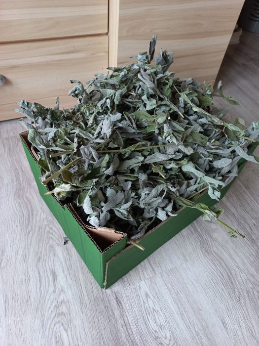 Mięta suszuna 100g