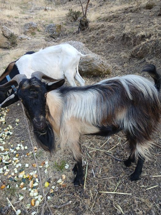 Cabrito macho para venda