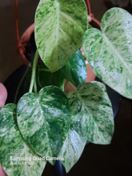 Philodendron Gigantelum var