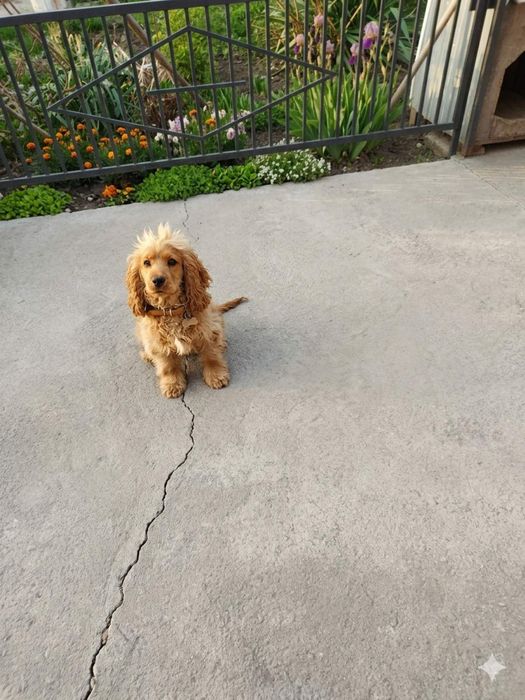 Віддам в добрі руки кокер-спанієль