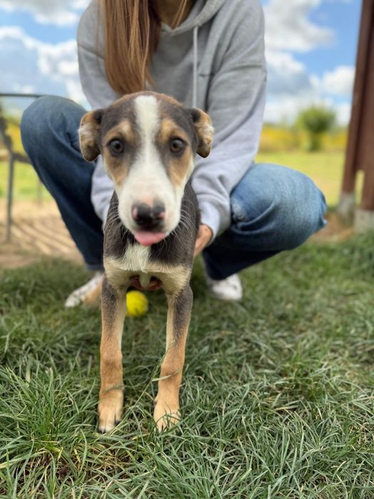 Taro – miał dom przez dwa dni. Potem wrócił za kraty! Adopcja dt