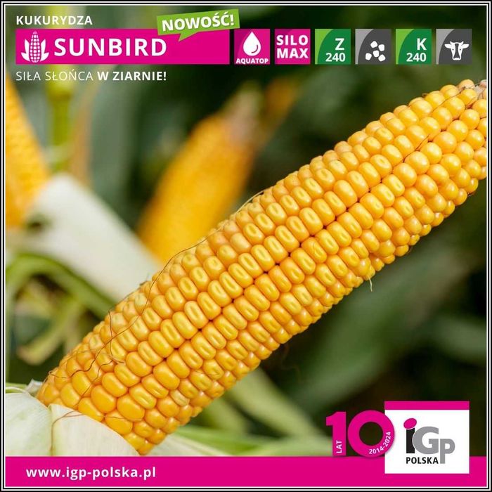 Kukurydza SUNBIRD - Wysoki Plon Ziarno Dent Nasiona Kukurydzy IGP