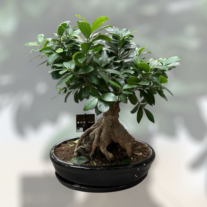 Фікус Гінсенг в керамічній плошці