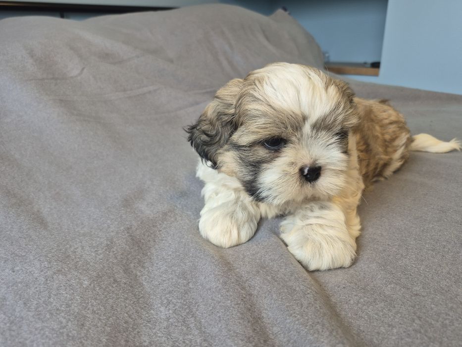 Shih Tzu Shihtzu