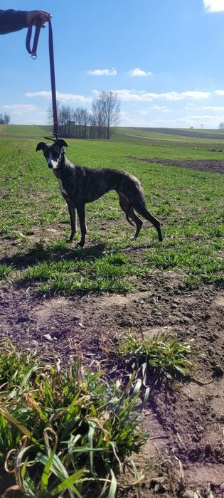 Sprzedam sukę charta