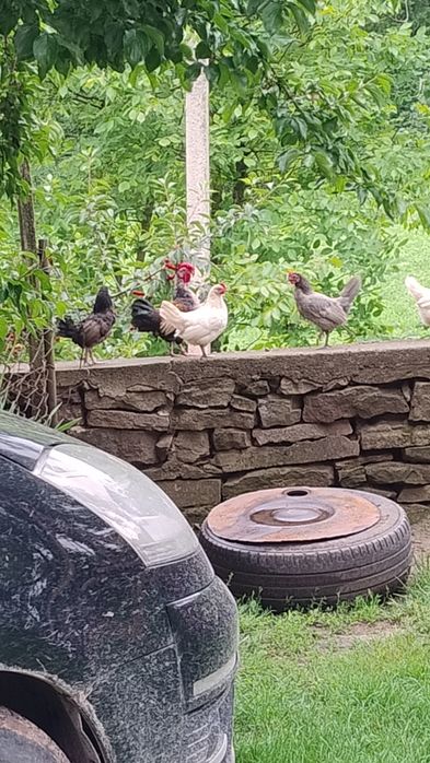 Продам курчат і курок Американок