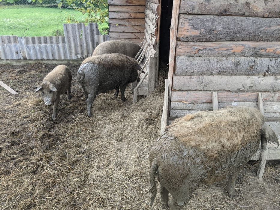 Венгерської мангалиця