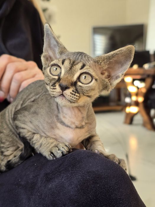 Devon rex FPL  kotka